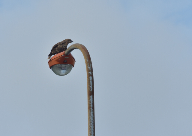 DSC_0034_001.JPG