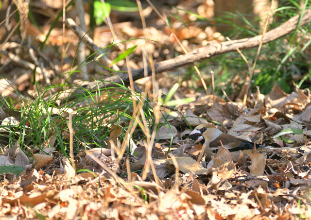 DSC_0133_001.JPG