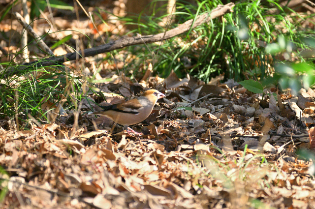 DSC_0160_001.JPG