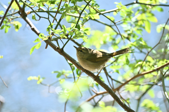 DSC_0186_001.JPG
