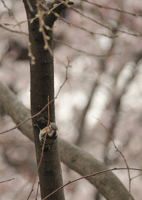 DSC_0350 (2)_00002.jpg
