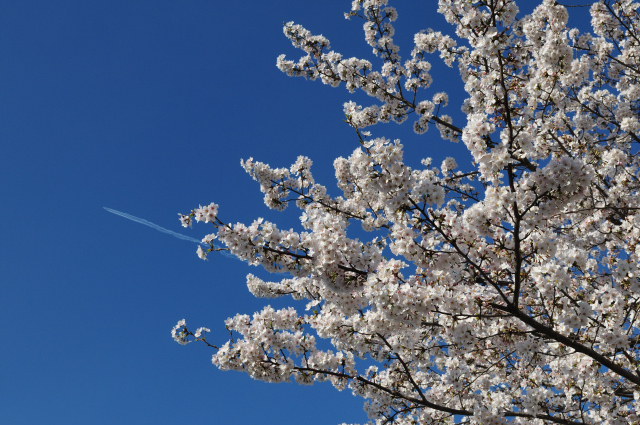 DSC_0737_001.JPG