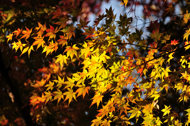DSC_1173 (2)_00001.jpg