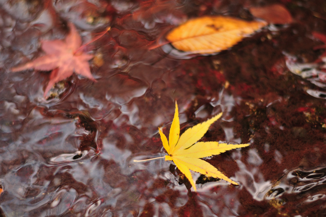 DSC_1298 (2)_00001.jpg