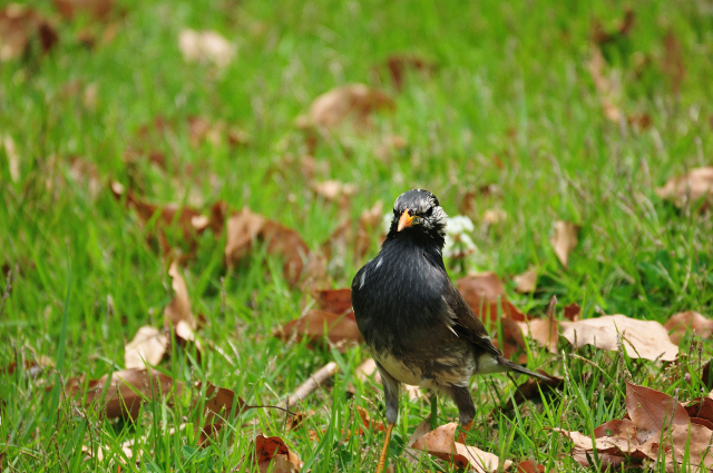 DSC_1707 (2)_00002.jpg