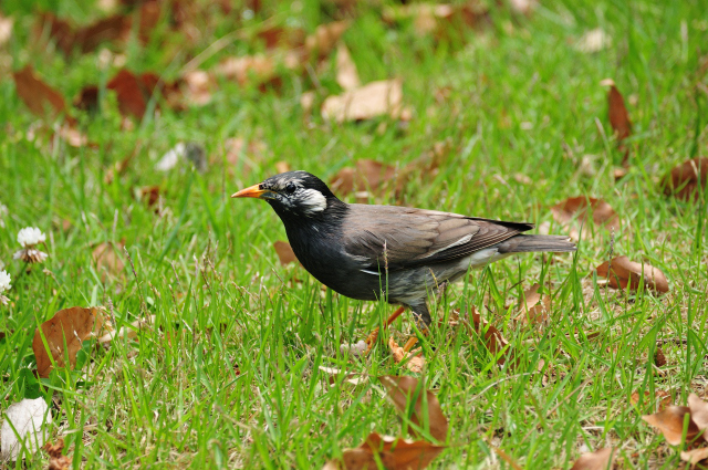 DSC_1709 (2)_00002.jpg