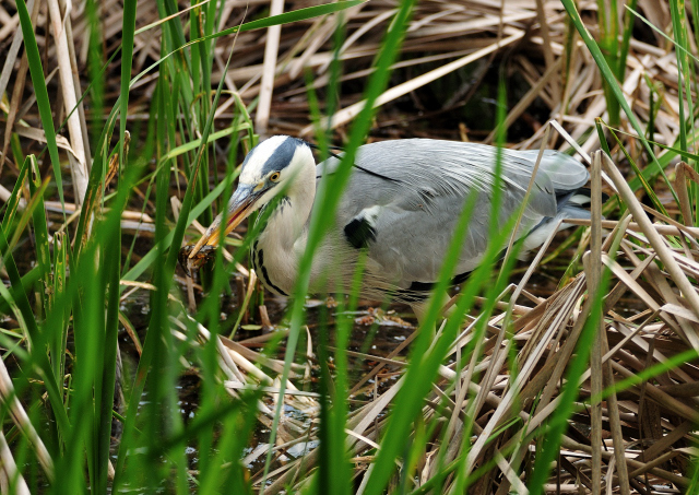 DSC_1737 (2)_00002.jpg