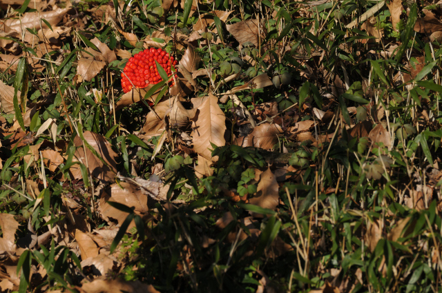 DSC_1957 (2)_00001.jpg