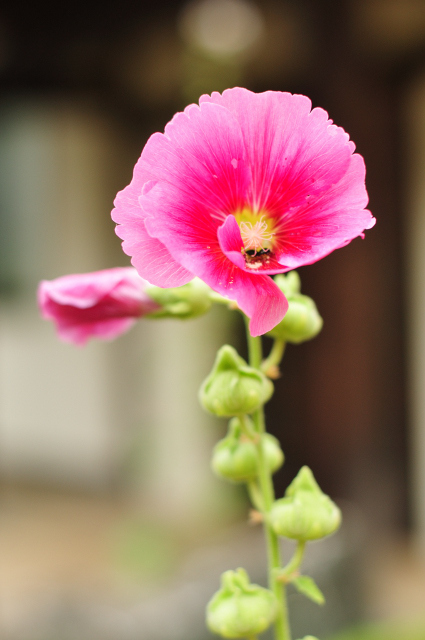 DSC_2082 (2)_00003.jpg