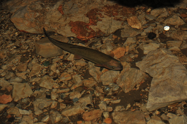 DSC_2210 (2)_00001.jpg