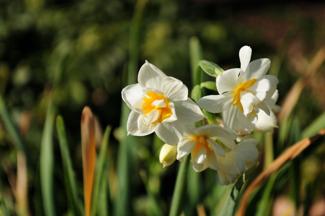 DSC_2898 (2)_00001.jpg