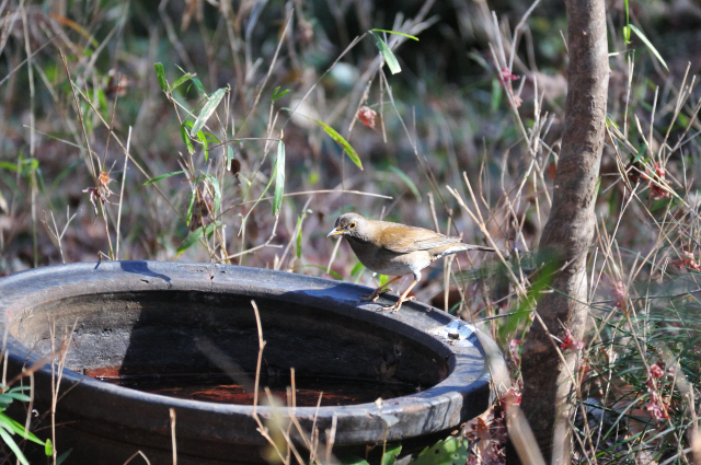 DSC_3091_001.JPG