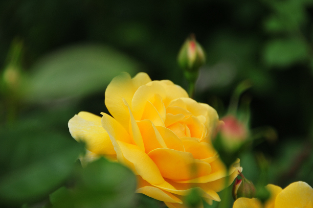 DSC_3120 (2)_00001.jpg