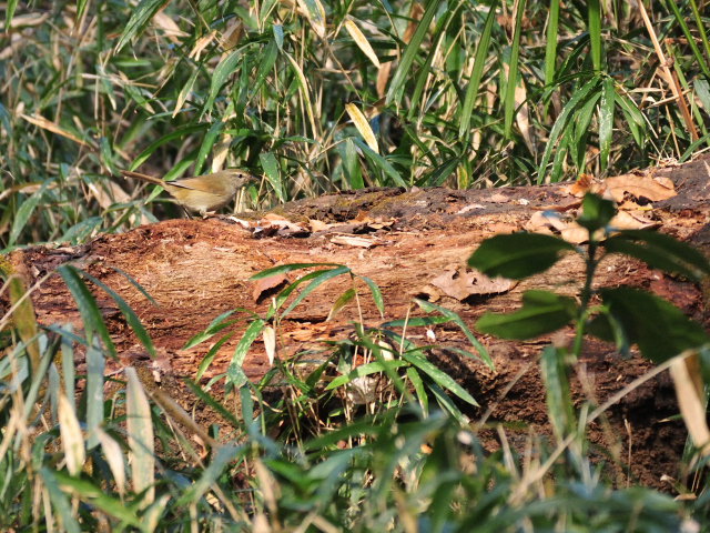 DSC_3148_001.JPG