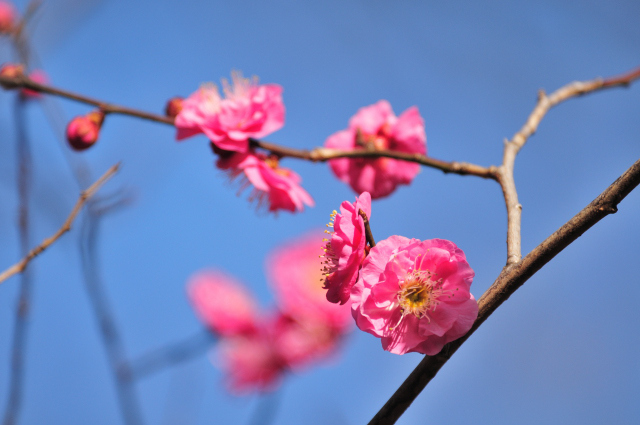 DSC_3167_001.JPG