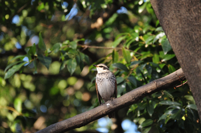 DSC_3332_001.JPG