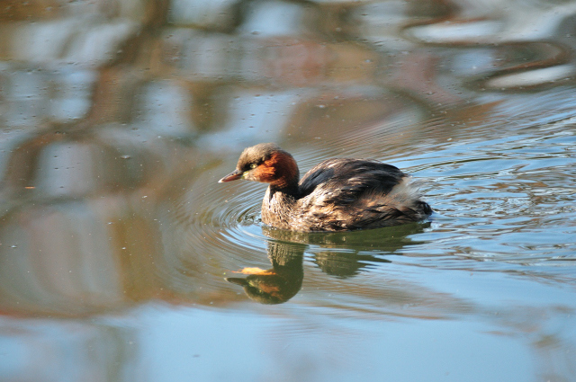 DSC_3465 (2)_00003.jpg