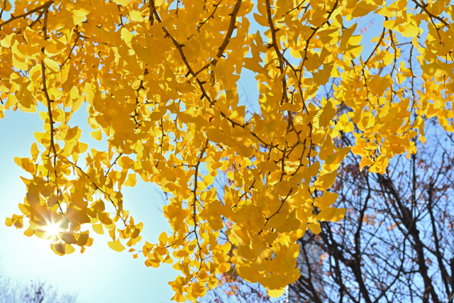 DSC_4333_001.JPG