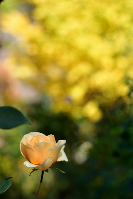 DSC_4343_001.JPG