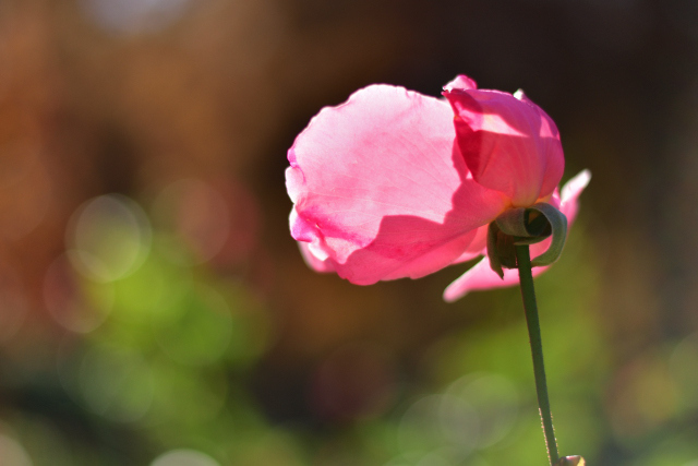 DSC_4350_001.JPG