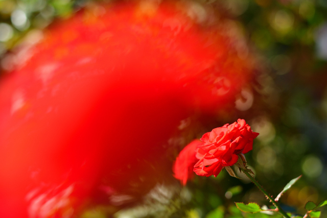 DSC_4364_001.JPG