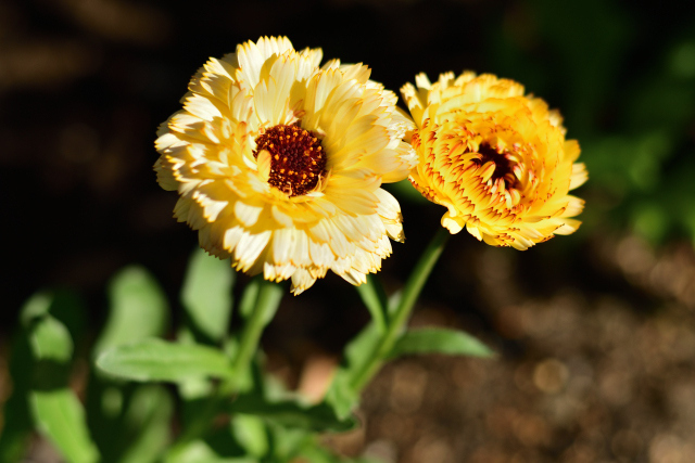 DSC_4367_001.JPG
