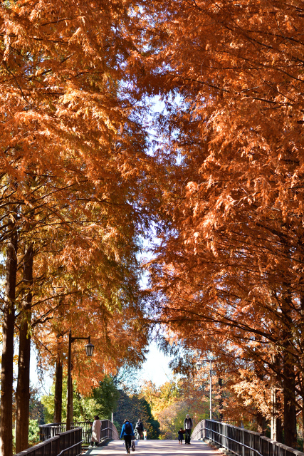 DSC_4376_001.JPG