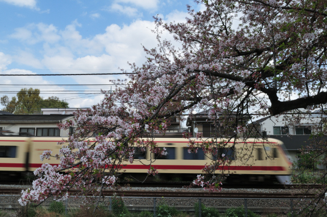 DSC_4380 (2)_00001.jpg