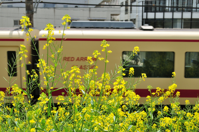 DSC_4457 (2)_00001.jpg