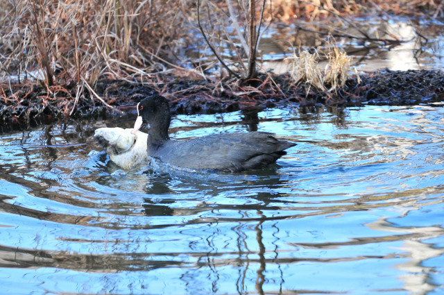 DSC_5146_001.JPG