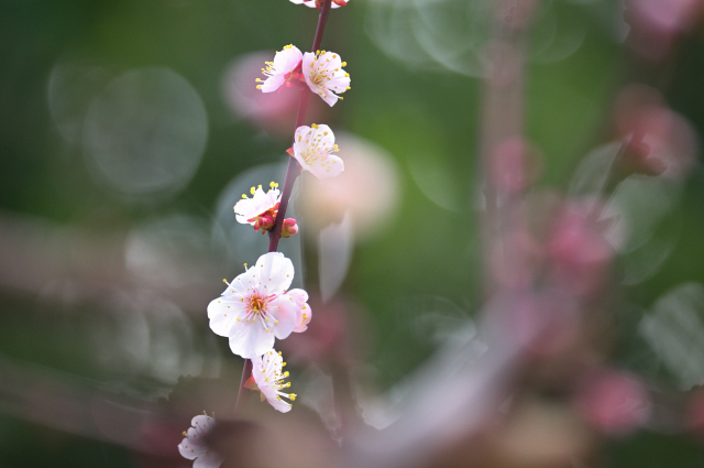 DSC_5391_001.JPG