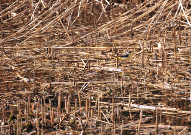DSC_5397_001.JPG