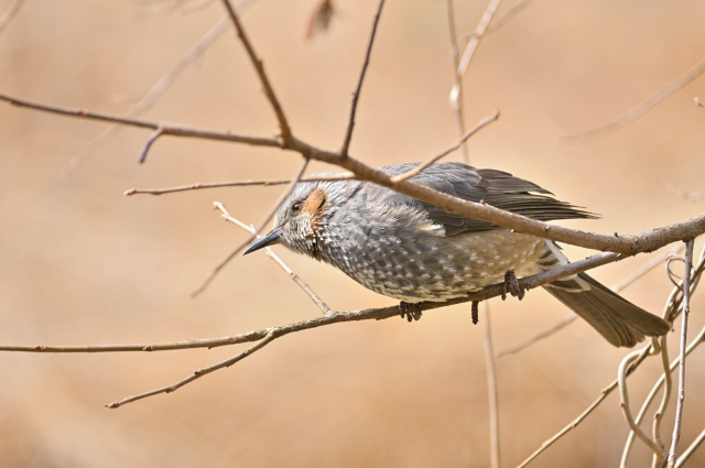 DSC_5408_001.JPG