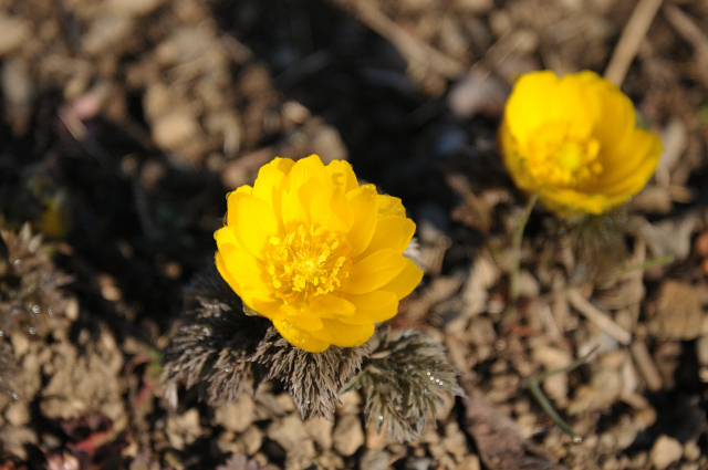 DSC_5526 (2)_00001.jpg