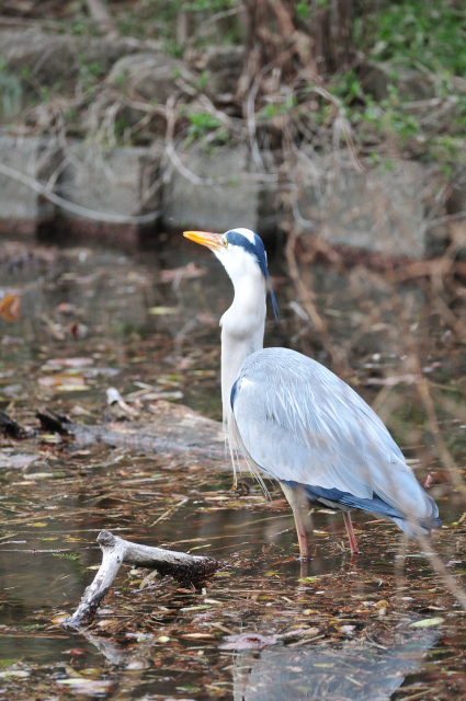 DSC_5623_001.JPG