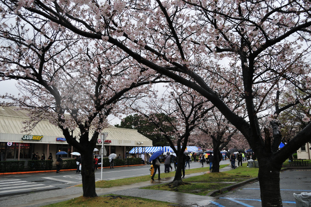 DSC_6342_001.JPG