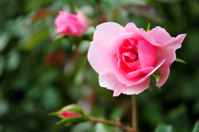 DSC_6349 (2)_00001.jpg