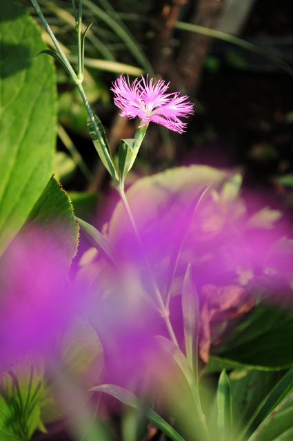 DSC_6351 (2)_00001.jpg