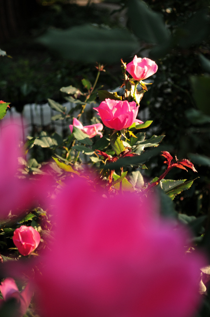 DSC_6375 (2)_00001.jpg