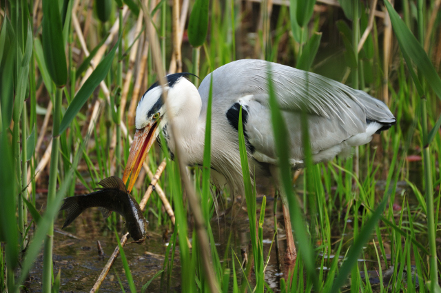DSC_6470 (2)_00001.jpg