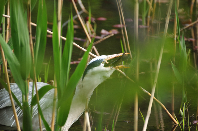 DSC_6484 (2)_00001.jpg