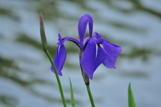 DSC_6524 (2)_00001.jpg