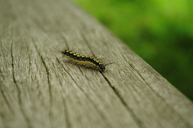 DSC_6745 (2)_00001.jpg