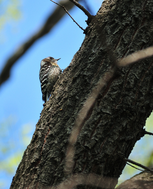 DSC_6920_001.JPG