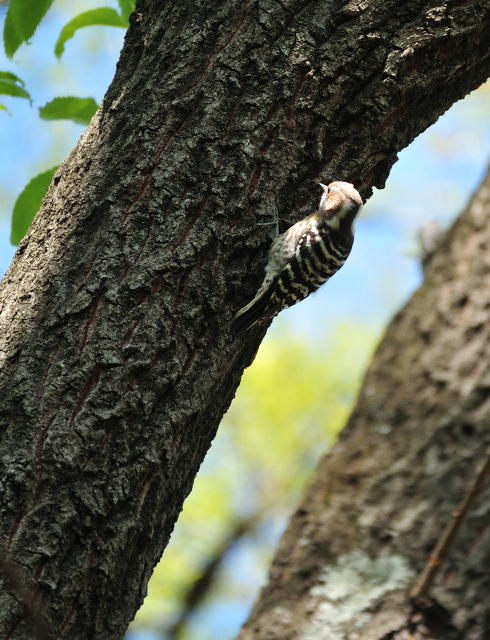 DSC_6926_001.JPG