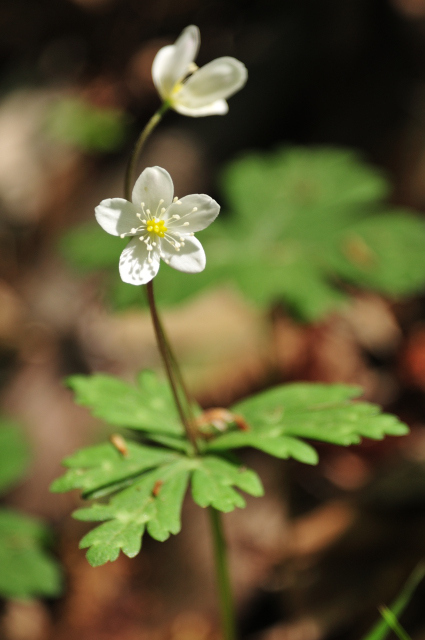DSC_6955_001.JPG