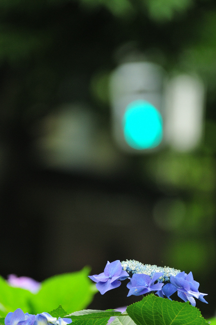 DSC_6959 (2)_00001.jpg