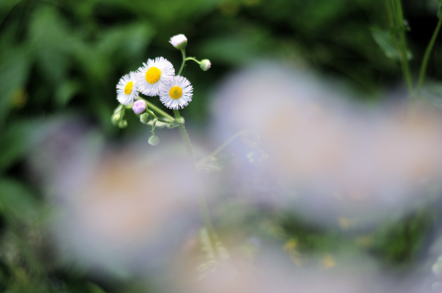 DSC_6989_001.JPG
