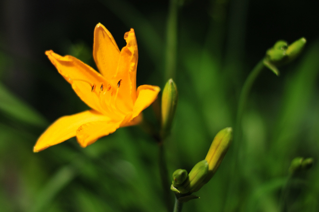 DSC_6991_001.JPG