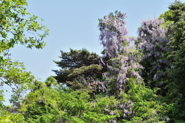 DSC_7034_001.JPG